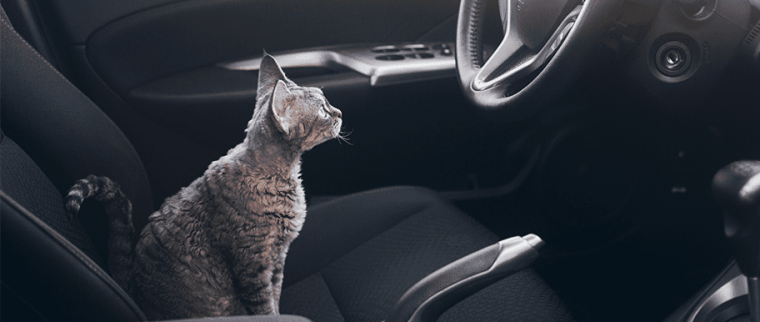 chat en voiture